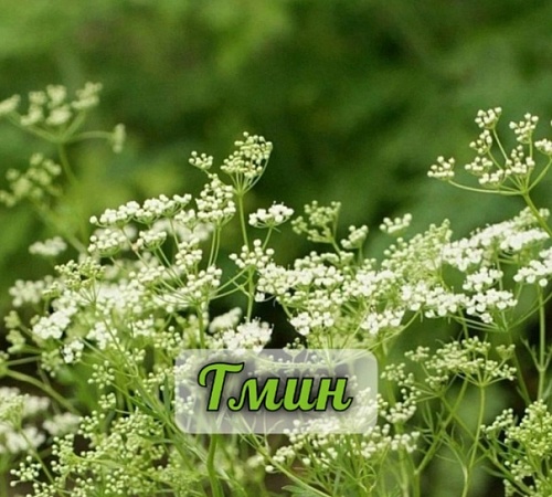 ТМИН ОБЫКНОВЕННЫЙ (CARUM CARVI L.S. L.) 