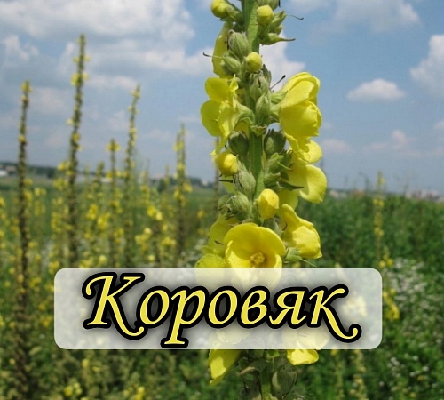 КОРОВЯК ГУСТОЦВЕТКОВЫЙ.