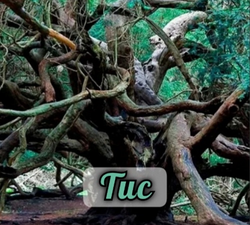 ДЕРЕВО СМЕРТИ И БЕССМЕРТИЯ - ТИС.