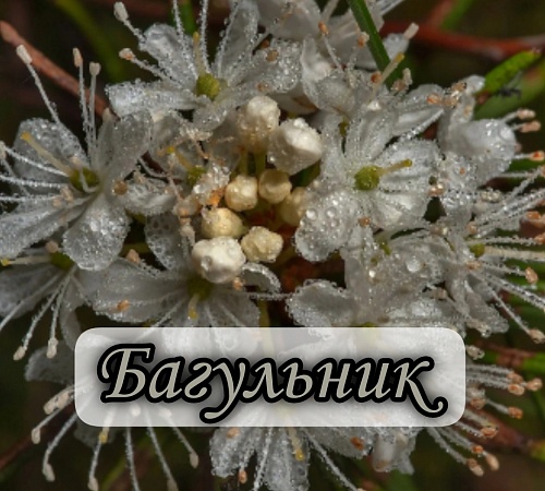 БАГУЛЬНИК БОЛОТНЫЙ. БАГУЛЬНИК БОЛОТНЫЙ.
