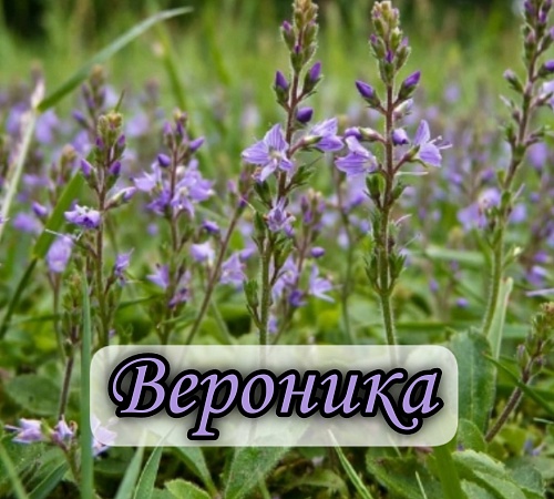 ВЕРОНИКА ЛЕКАРСТВЕННАЯ (VERONICA OFFICINALIS)